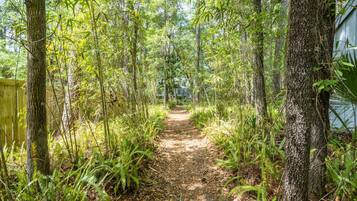 Walk through the serene forest along a winding path, surrounded by tall trees and a natural boundary.