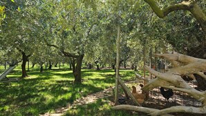 An orchard with trees and a fenced area. - Casa Oliva Kim Marie /w Garden, Medulin, Croatia (Medulin)
