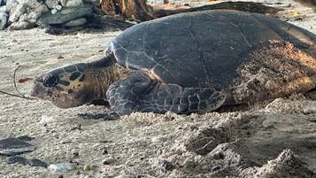 Private beach, white sand, beach massages, beach bar