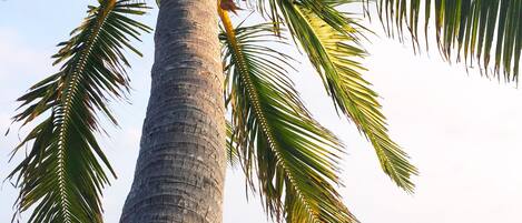 Playa privada, arena blanca, masajes en la playa y bar en la playa