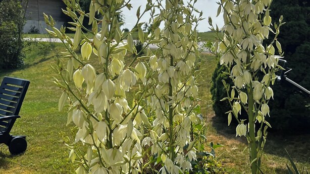 Un jardín con plantas blancas florecientes y un banco.