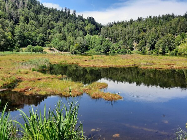 A natural landscape with a pond, grassy areas, and a forested hillside. - Apartment 'Tuniberg' with Wi-Fi (Umkirch)