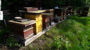 Una filera d'hives d'abella en un entorn natural.