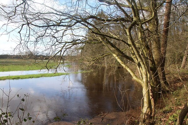 Ufer mit Bäumen, ruhigem Gewässer und einer grünen Wiese im Hintergrund.