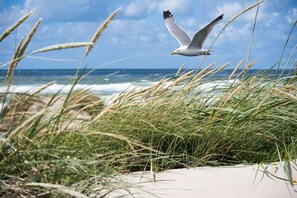 Una spiaggia nelle vicinanze