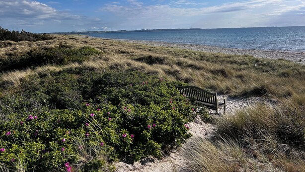 A coastal landscape with a bench, grassy dunes, and a view of the sea.