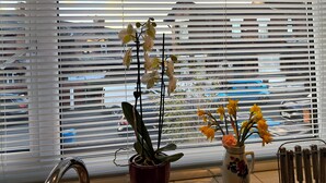Una ventana con persianas a medio bajar, mostrando vista de coches estacionados y vegetación al exterior.