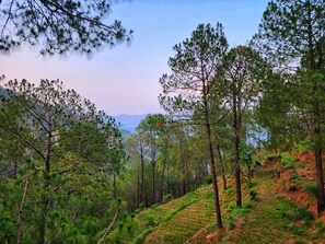 Premium Room, Balcony, Mountain View | View from room - Musical Paradise Kasauli (Kasauli)