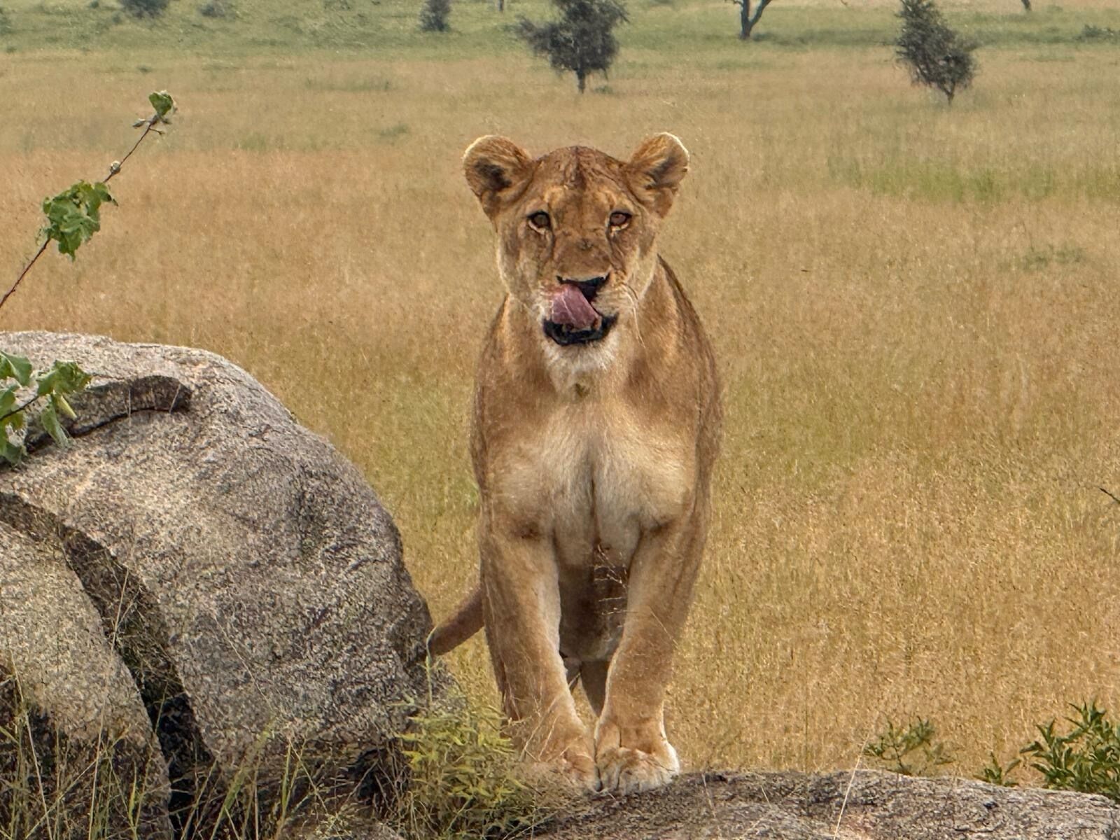 A lion walking in a grassy field with a large rock nearby.