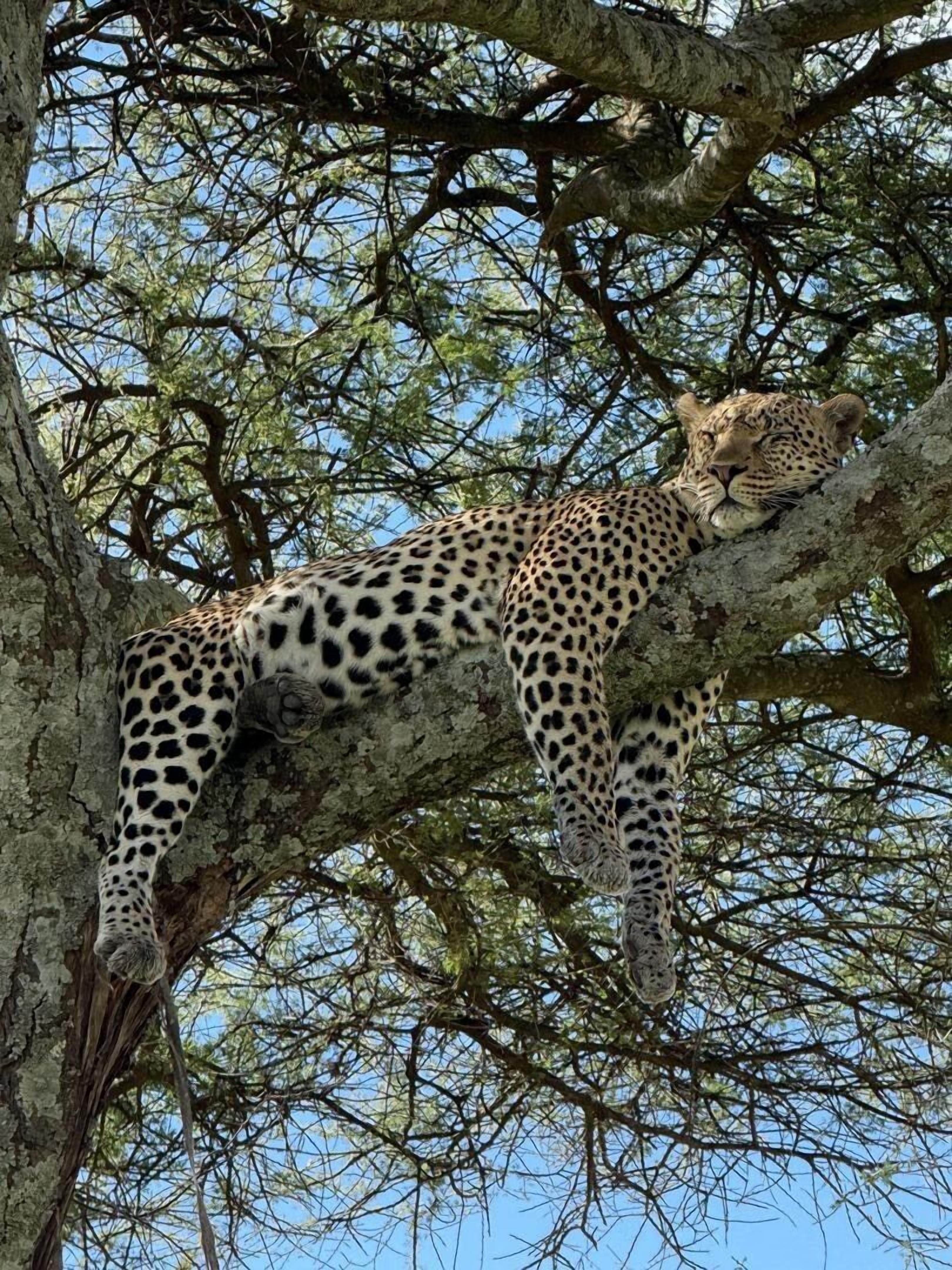 A leopard resting on a tree branch.
