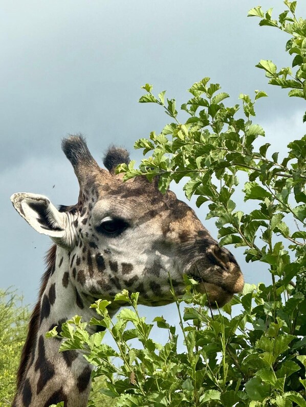 A giraffe with a dark coat and white spots, standing in front of green foliage.