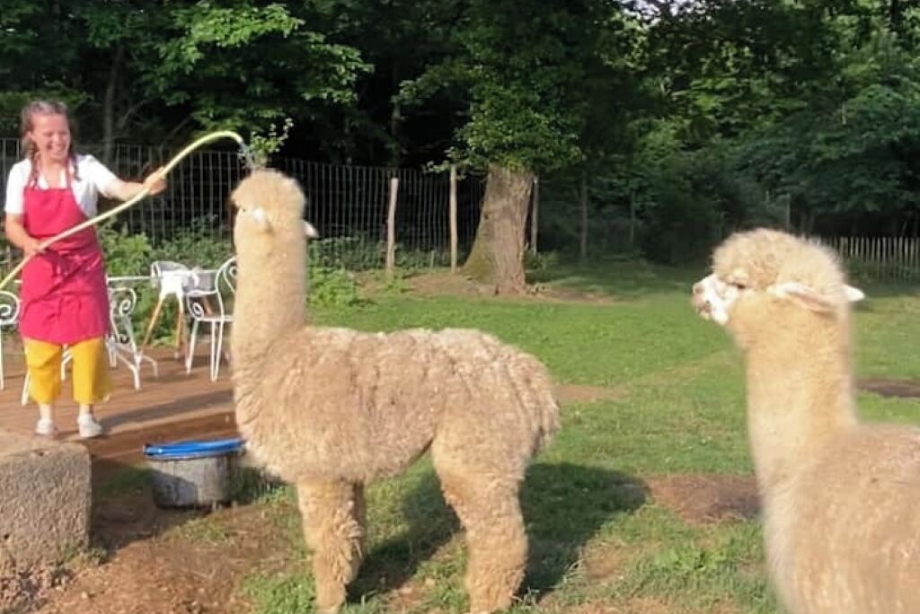 A person with a hose interacting with a llama in an outdoor setting.