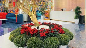 A reception area with a large tree, red poinsettias, and a sign for Flamingo Ibiza Hai Tian Resort. - Flamingo Bau Abtel (Hoang Tien)