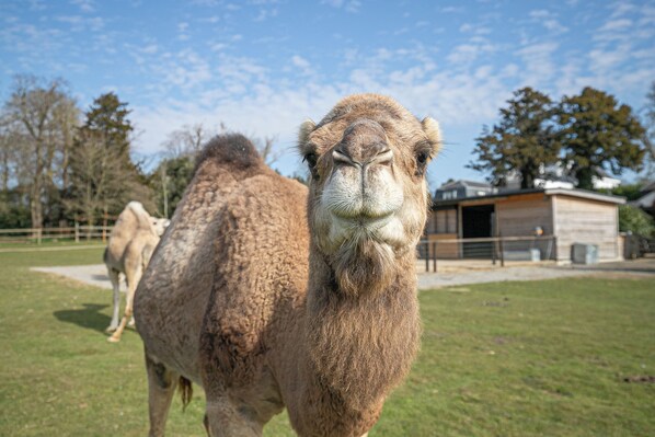 A camel in a grassy enclosure with a building in the background.