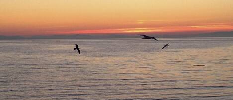 بالقرب من الشاطئ