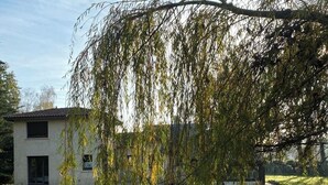 Una casa moderna con un sauce llorón al frente, un pequeño estanque y un área con césped.