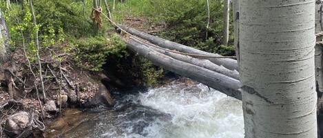 Un área boscosa con un arroyo serpenteante, un tronco caído y abedules.