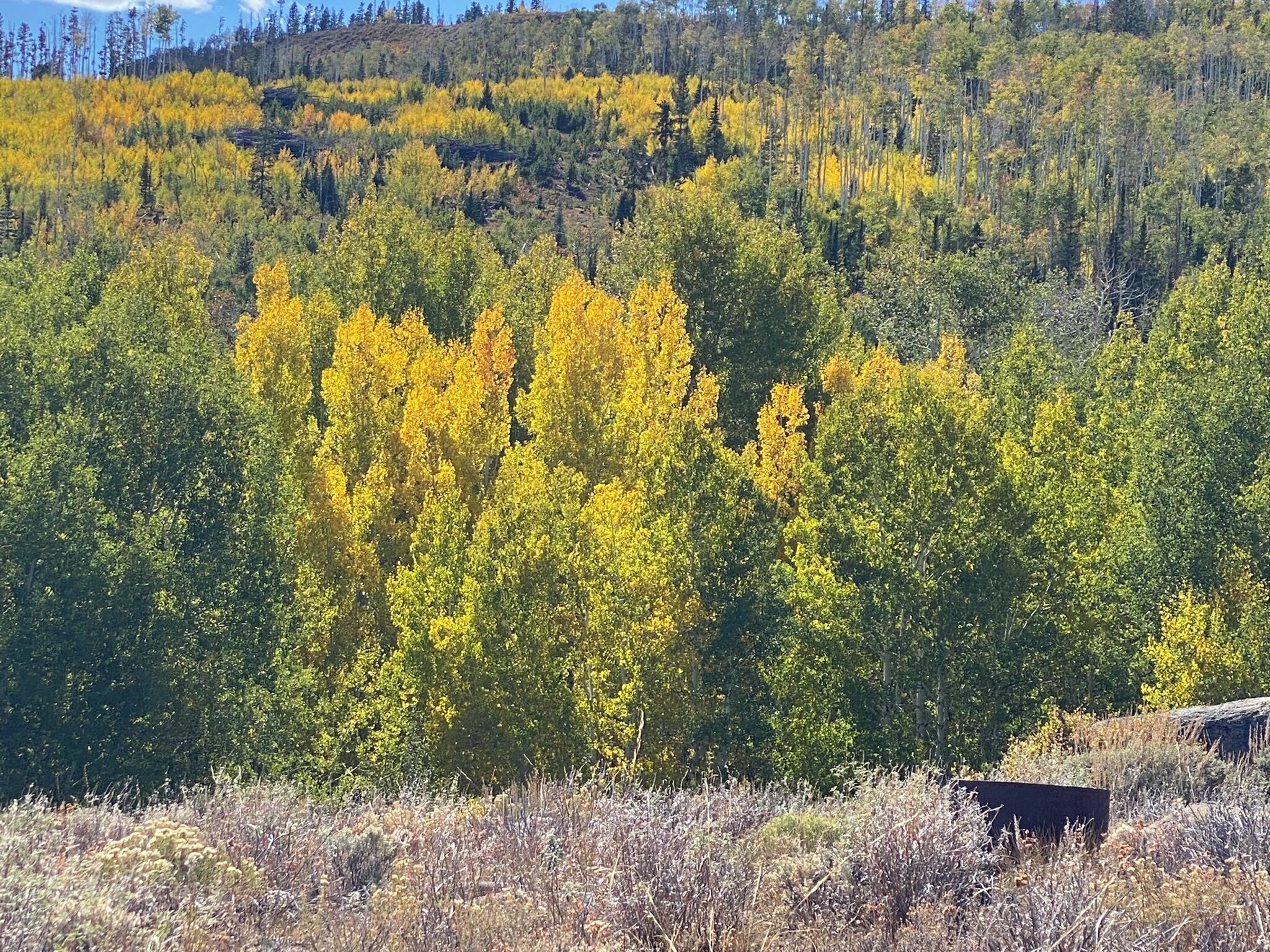 A forested area with a mix of green and yellow foliage, likely indicating autumn.