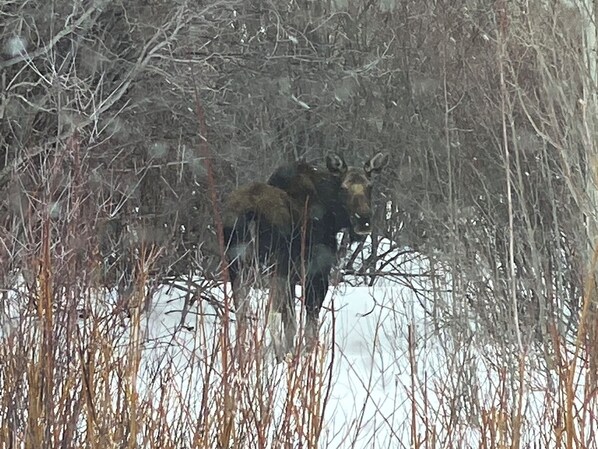 A moose in a snowy forest with bare trees.