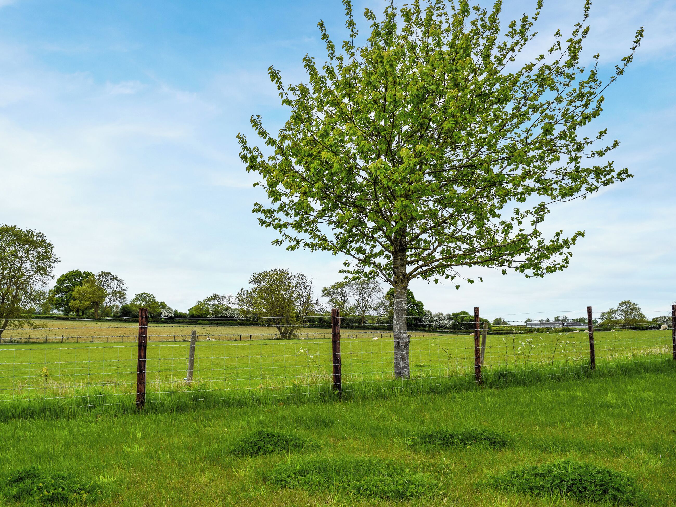 A tree in a fenced field with a clear sky.