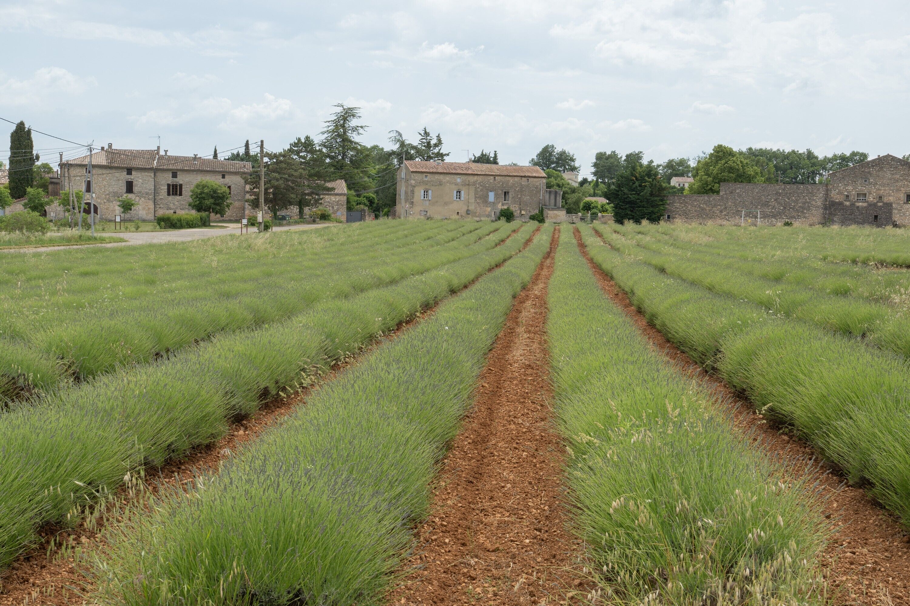 A rural landscape with rows of crops and stone buildings.