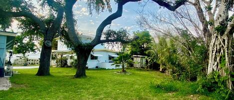 A large tree in a yard with a house in the background.
