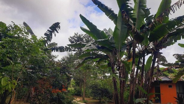 A garden with a pathway leading to a building. - corcovado green parrot (Drake Bay)