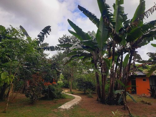 corcovado green parrot