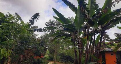 corcovado green parrot