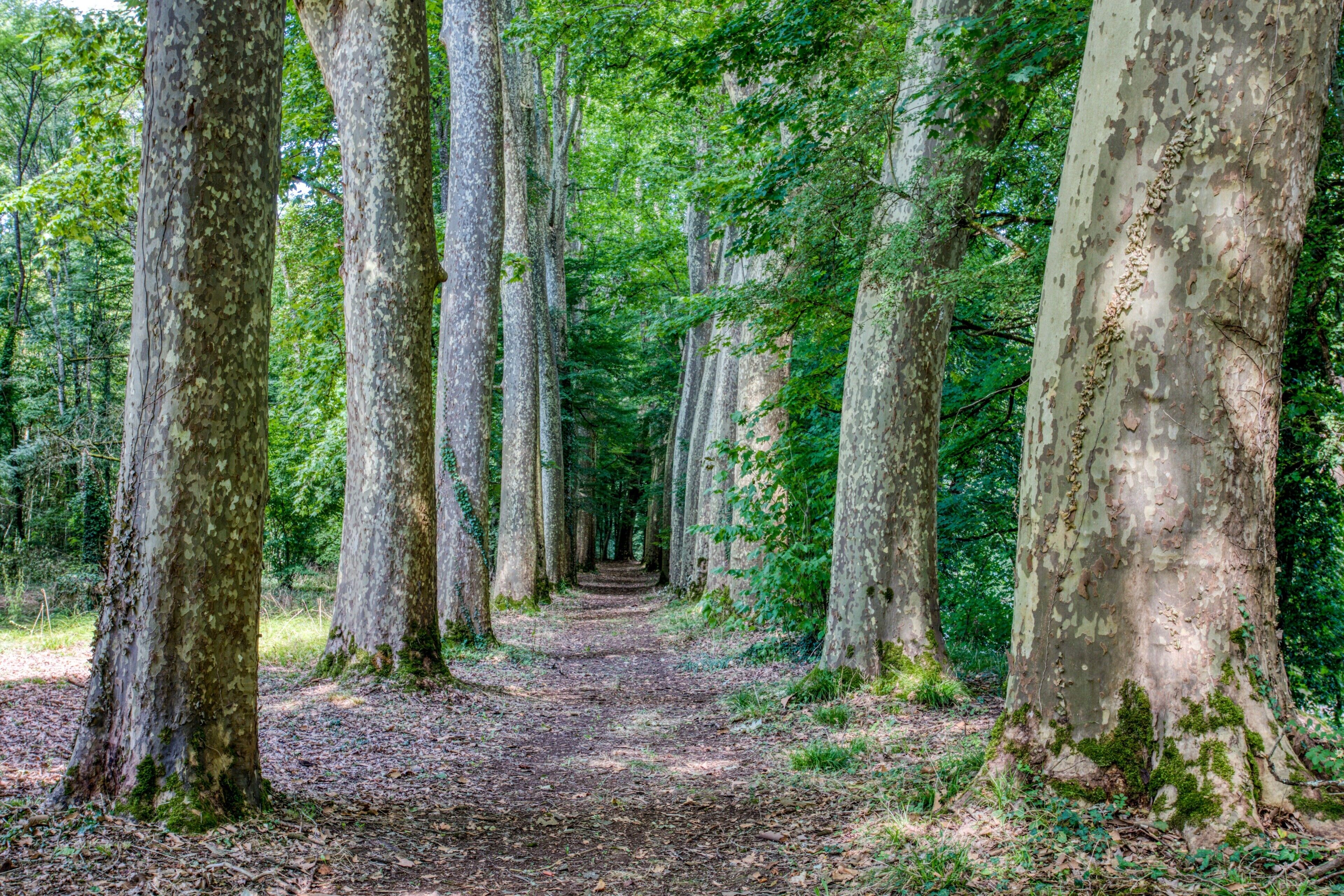 Un camí boscà envoltat d'alzines altes.