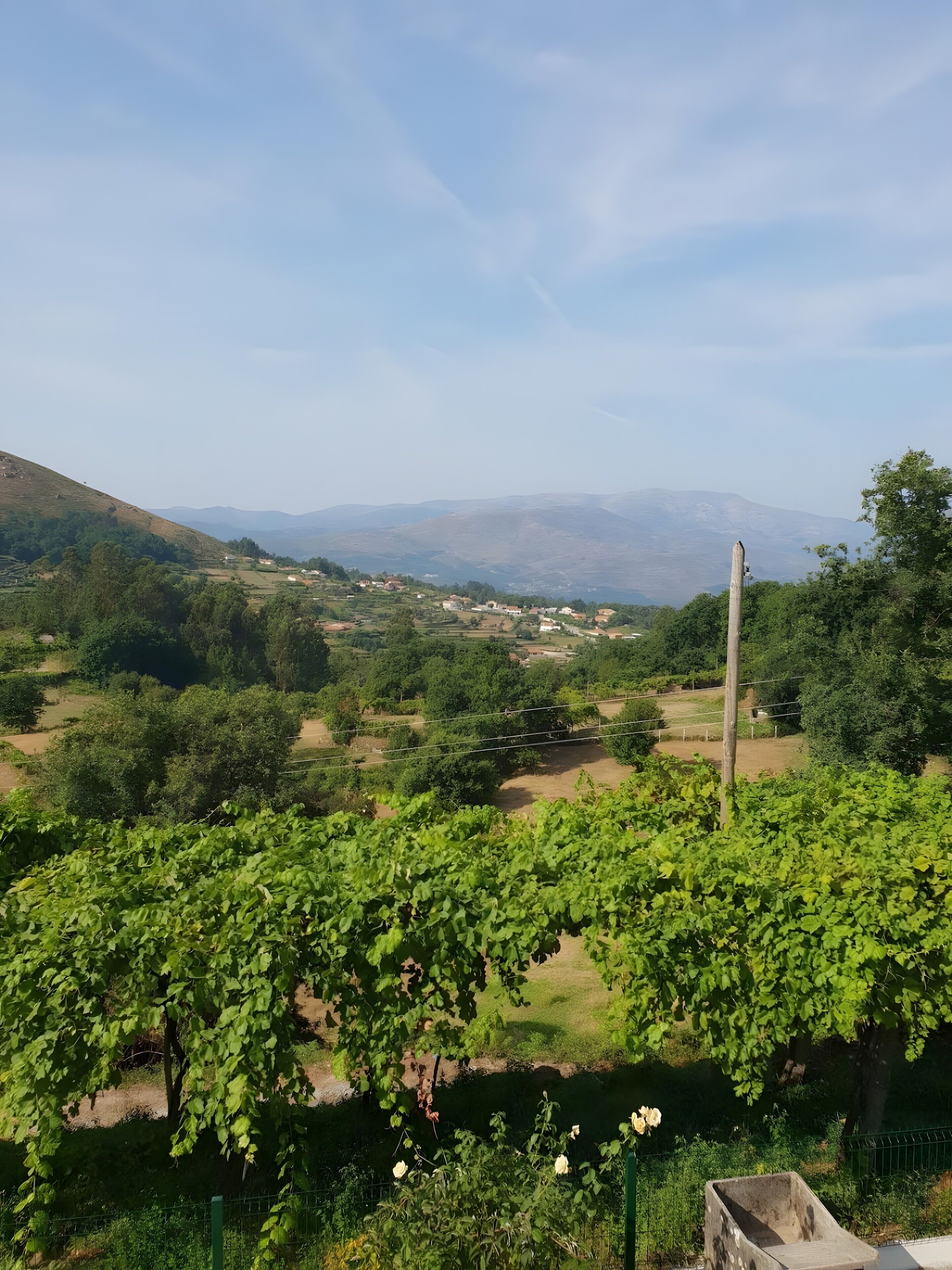 A vineyard with rows of grapevines, a wooden post, and a distant view of hills and a clear sky.