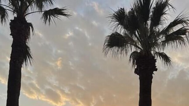 A sunset view with palm trees and a paved walkway. - Hotel Noel (Vlorë)