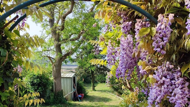 A garden pathway leading to a shed, surrounded by lush greenery and purple flowers.