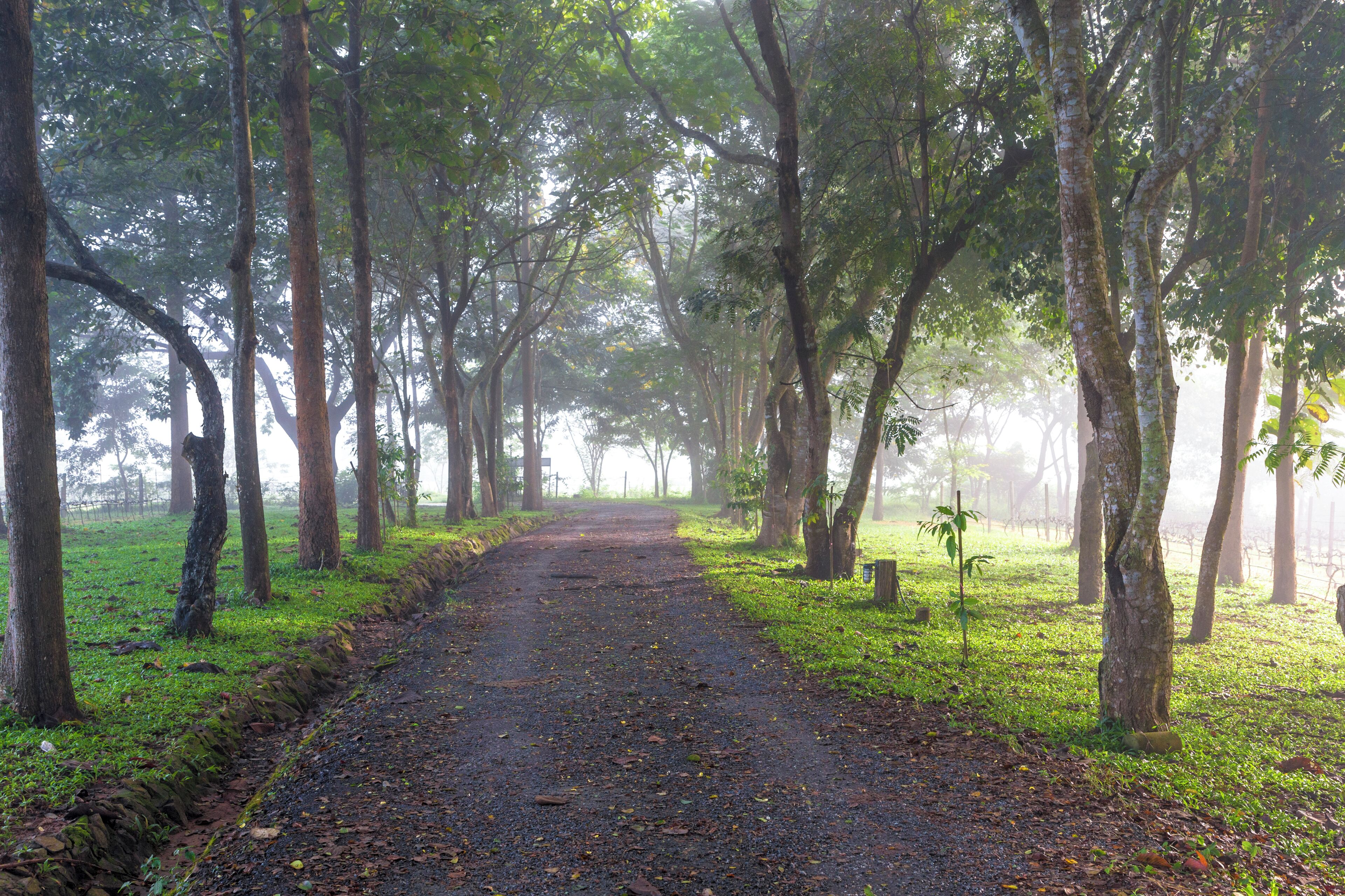 Un sentier bordé d’arbres des deux côtés, avec un ciel dégagé.