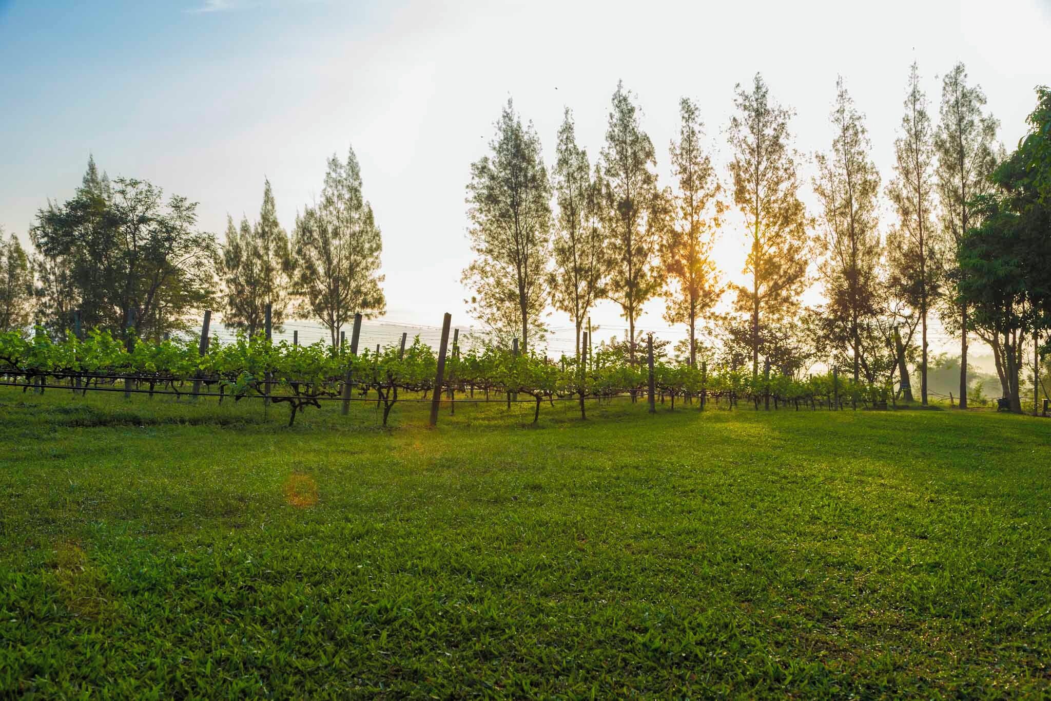 A vineyard with rows of grapevines and tall trees in the background.