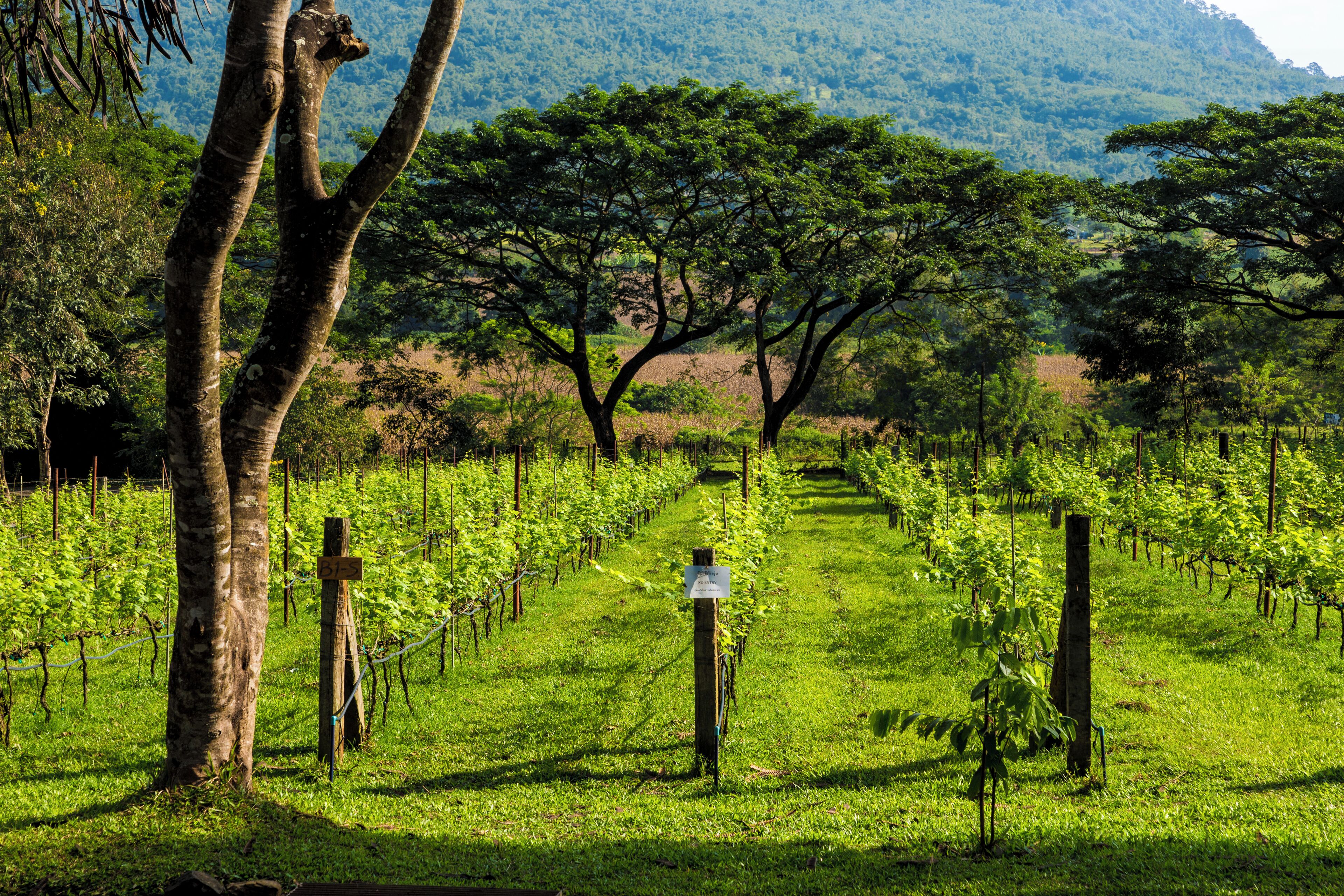 Un vignoble avec des rangées de vignes, des poteaux en bois et une personne debout au milieu.