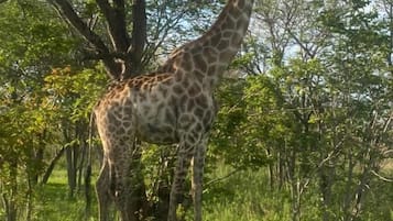 Avistaje de animales salvajes