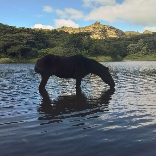 A horse standing in a body of water with a mountainous landscape in the background.