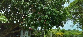 Room-private Villa in Tonge, Fiji