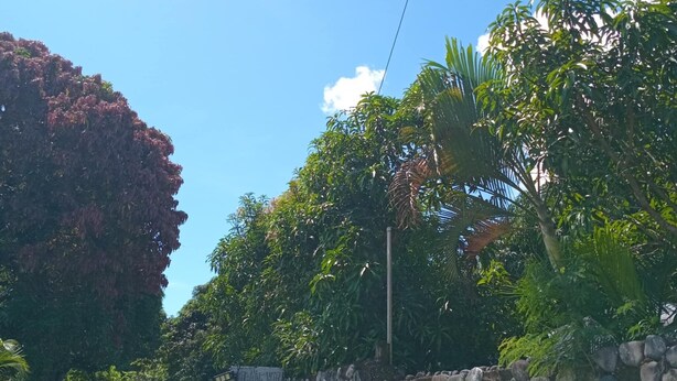 A stone wall with a gate, lush greenery, and a clear blue sky. - Room-private Villa in Tonge, Fiji (Ba)
