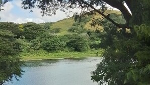 A horse standing in a river surrounded by lush greenery and hills. - Room-private Villa in Tonge, Fiji (Ba)