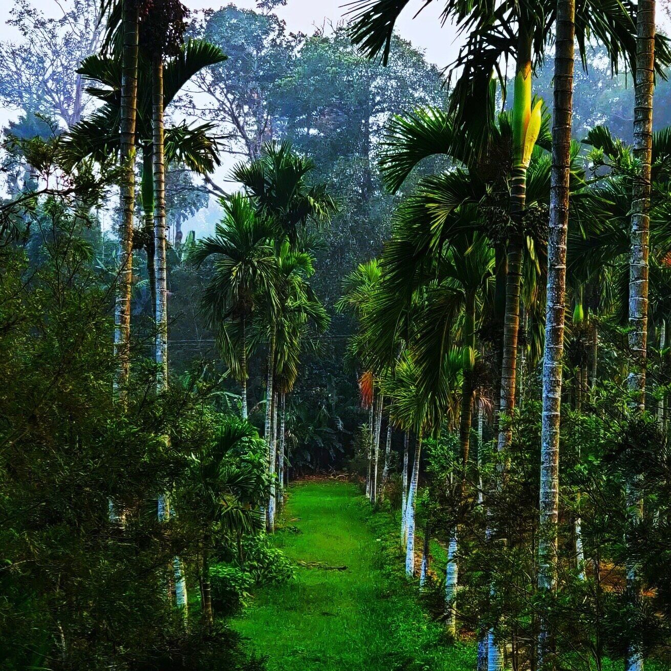 Uma trilha ladeada por altas palmeiras em meio a uma floresta verdejante.