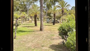 Une vue sur un jardin, avec des palmiers et d’autres plantes, à travers une fenêtre.