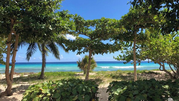 A beach with trees and a clear view of the ocean.
