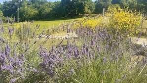 Un campo con lavanda y flores amarillas, un muro de piedra y una valla de madera.