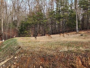 Une zone boisée où l’on peut observer des cerfs broutant l’herbe.