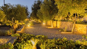 Un sendero de jardín bien iluminado con un muro de piedra, diversas plantas y árboles.