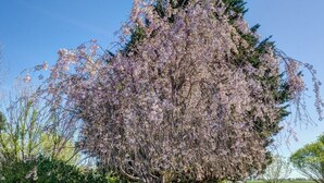 A tree with pink blossoms in a landscaped area. - 3BR Retreat in Prosser Perfect for Wine Lovers (Prosser)