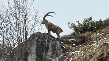 En bjergged stående på en klippe med snepletter og sparsom vegetation.