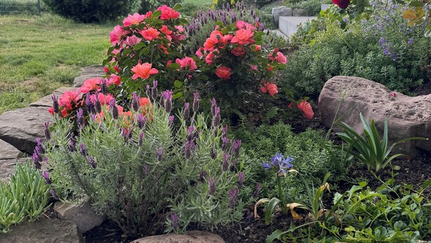 A garden with various plants and rocks. - Smart, central apartment - garden - barbecue (Bückeburg)